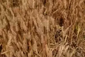 河南省使用生态能量元素的冬小麦步骤讲解分享视频封面