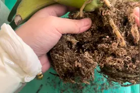 蝴蝶兰根系全烂了，空了！如何修剪？找了两棵示范一下！视频封面