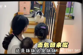 面包回来了，千千着急的向它介绍妹妹，妹妹却吓得崩溃大哭视频封面