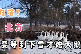 为什么北方要等到下大雪才炖大鹅？我总结的四点满意不？视频封面