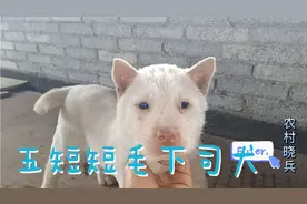 品相好猎性不好的，五短短毛下司犬你们敢拿吗？