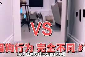 #狗狗与人相处之间的搞笑事视频封面