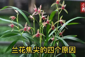 为什么兰花总爱焦尖黄叶，总结这4个原因，兰友们参考下！视频封面