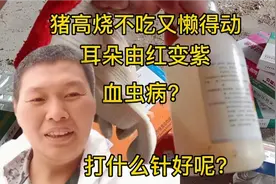 养猪遇到高烧，针也没少打钱也没少花就是没效果，用对药是关键。视频封面
