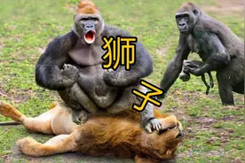 悲惨小鹿被野狗分食视频封面