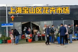 上海宝山区一个花卉市场，规模很大，来买鲜花的不少很热闹视频封面