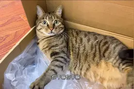 纸箱子配塑料袋，狸花猫的最爱，完全如痴如醉了视频封面