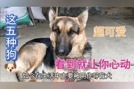 养狗就选择这5种狗，不但便宜而且又忠心，看完你就会喜欢上它们