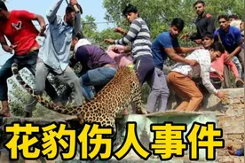 花豹进村连伤几人生死未卜，上百人围捕花豹，场面惊心动魄！视频封面