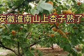 安徽淮南市：山上杏子熟了硕果累累，堆满枝头，酸甜可口请来品尝视频封面