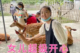 刚子陪女儿逛动物园，超开心一点都不累，车上小孩都学狼叫太逗了视频封面