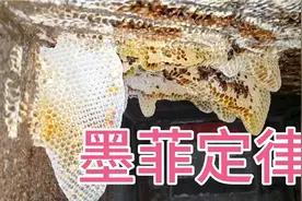 38cm×38cm×80cm，海南这个蜂窝尺寸够豪横。视频封面
