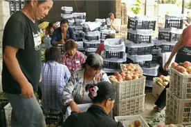 临猗果农排队卖桃装桃，顾不上做饭拿桃当饭吃，看忙成啥样了视频封面