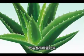 芦荟八大功效十大用途视频封面