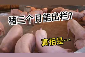 猪三个月就能出栏吗？喂催长素或抗生素吗？肉里有激素吗？视频封面