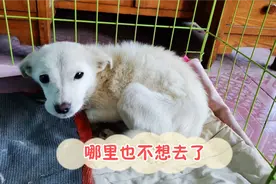 流浪狗刚来会主动回窝了，哪里都不想去，主人用爱感动了流浪狗！视频封面