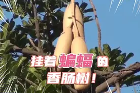 非洲小伙伴的“香肠树”果，味道不错，我国游客却不敢吃！视频封面