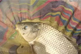 这条鲫鱼至少有20斤，半天都拉不出来，大伙们快来。