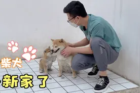 小柴犬即将去新家，临走前竟依依不舍的主动跟狗妈告别，太温馨了视频封面
