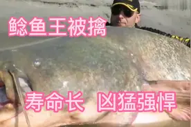 鲶鱼王被擒，寿命长  凶猛强悍
