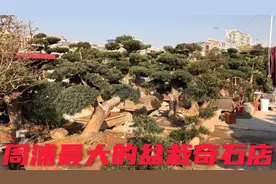 上海周浦最大的灵璧奇石、盆栽店铺，几千种盆栽、奇石非常漂亮！视频封面
