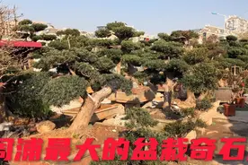 上海周浦最大的灵璧奇石、盆栽店铺，几千种盆栽、奇石非常漂亮！视频封面