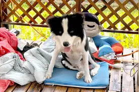 “边牧”太聪明了，竟然会打开笼子，半夜偷偷跑了出去