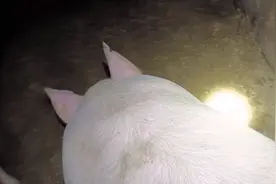 母猪人工授精视频封面