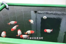 养鱼过程中，虫鳃的预防。视频封面