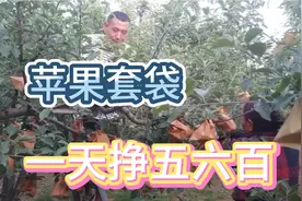 苹果套袋继续人手 9分钱 ，一天500_600都是正常的 手快的七八百