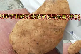 贵州毕节市威宁:出现1个重达3.9市斤的奇葩罕见特大马铃薯视频封面