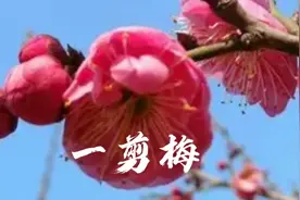 台湾歌曲《一剪梅》表达了不畏风雪，对爱人忠贞不渝的美好情怀。视频封面