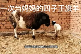 第一次当妈妈的四子王旗羊视频封面