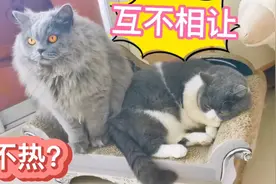 主人买了新窝，看猫哥猫姐躺上面，猫弟打滚撒娇。床上小猫太逗！视频封面