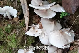 小伙找鸡枞有绝招，到这些地方找出菌率很大，一般人我不告诉他视频封面