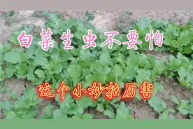 白菜生虫不用着急，用上这个农村土方法，效果神奇视频封面