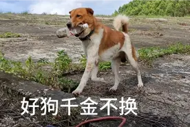 千金不换的中华田园犬，听懂人话会帮主人干活，太难得了视频封面