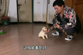 拉布拉多出生第30天，新主人挑选宝宝的日子，它们的表现如何呢？视频封面