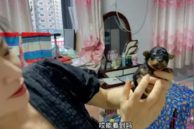 来养户家挑选灰泰迪，发现只花色罕见的“铁包金”，肯定价值不菲