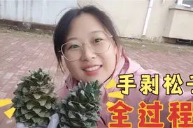林区伊春实拍手剥松塔到松子全过程，279克松塔出92克松子，多吗视频封面