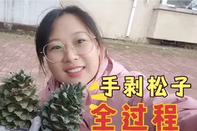 林区伊春实拍手剥松塔到松子全过程，279克松塔出92克松子，多吗视频封面