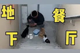 老公和流浪猫有个秘密基地，每天地下餐厅聚一聚，猫咪胖的走不动视频封面