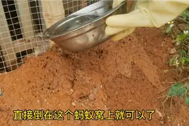 农村红火蚁泛滥，小伙治蚁有妙招，10分钟把蚂蚁一窝端视频封面