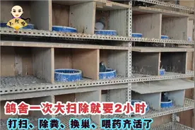 鸽舍大清理，消毒预防换巢，2个小时打扫出5桶鸽粪，种菜好肥料！
