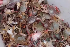 湛江渔村小镇，今晚又过来买6块一斤的石头蟹（赤甲红、花盖蟹）视频封面