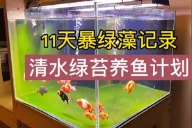 清水绿苔养鱼计划，11天暴绿藻的记录，暴藻到底怎么操作才最有效视频封面