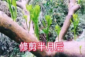 光杆杆的柑橘树这样修剪，半年后枝繁叶茂，后期将持续更新该树。视频封面