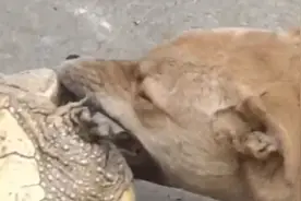 狗狗敢吃乌龟！！接下来让狗子后悔之前的决定视频封面