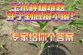 玉米种植难题问题，玉米芽子到底掰不掰，专家给你解决办法。