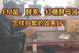 EM菌、酵素、红糖酵母液，如何扩繁效果好？只需多加一点料视频封面